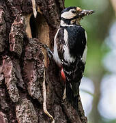 Great Spotted Woodpecker