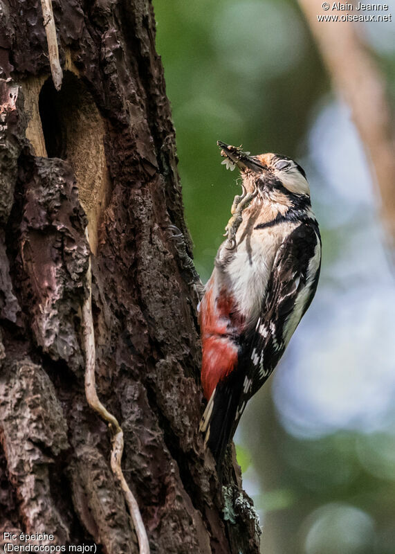 Great Spotted Woodpecker female adult, identification, habitat, Behaviour