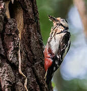 Great Spotted Woodpecker