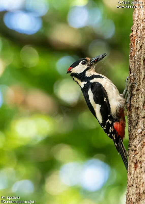 Great Spotted Woodpecker male adult, habitat