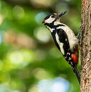 Great Spotted Woodpecker