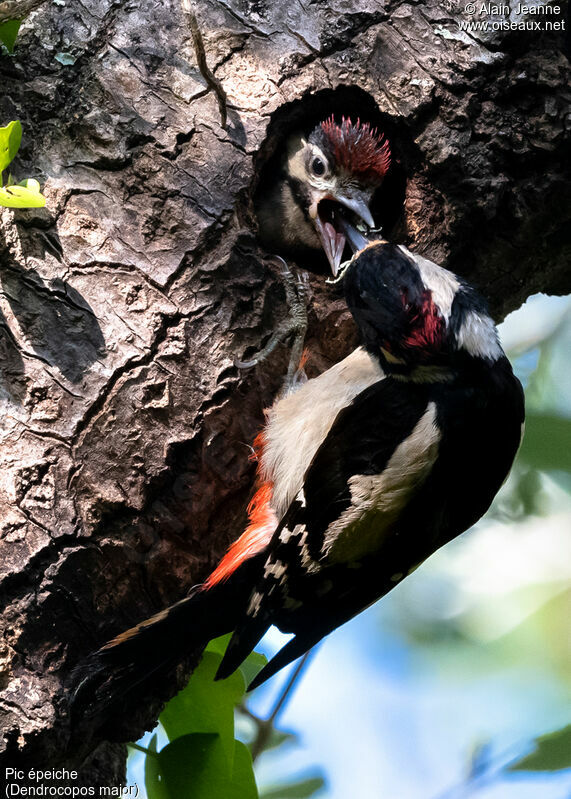 Great Spotted Woodpecker, identification, eats