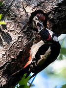 Great Spotted Woodpecker