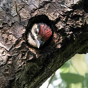 Great Spotted Woodpecker