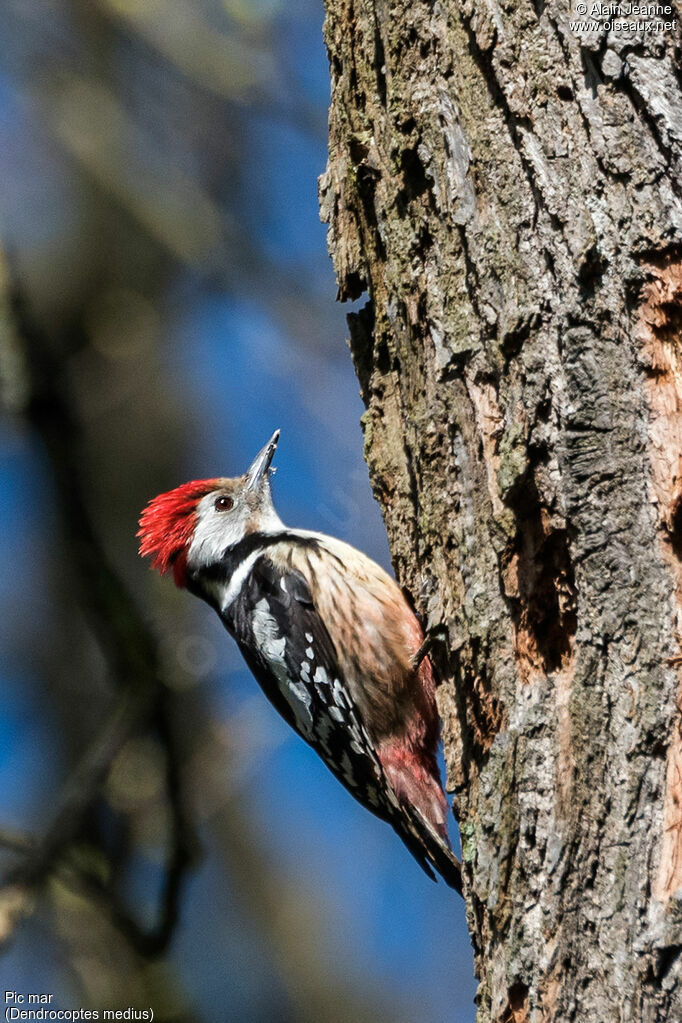 Middle Spotted Woodpecker male adult, identification