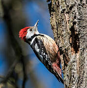 Middle Spotted Woodpecker