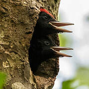 Black Woodpecker