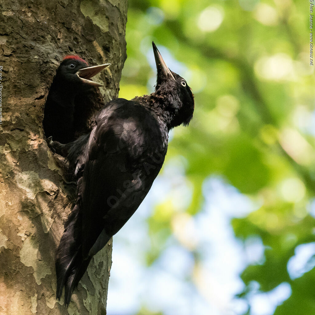 Black Woodpecker, Reproduction-nesting