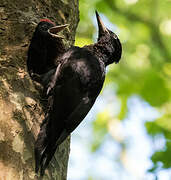 Black Woodpecker