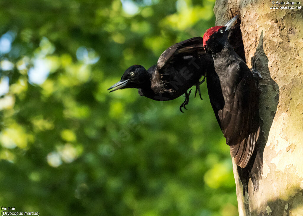 Black Woodpeckeradult, habitat