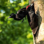 Black Woodpecker