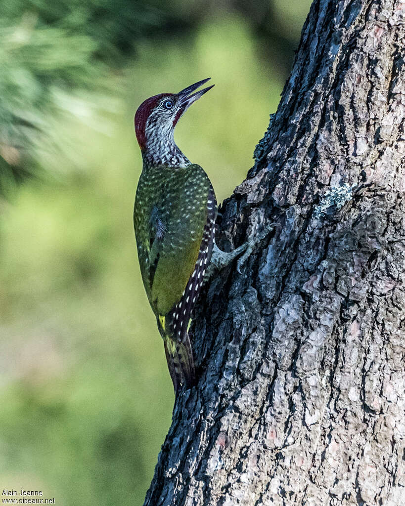 Pic vertjuvénile, identification