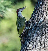 European Green Woodpecker