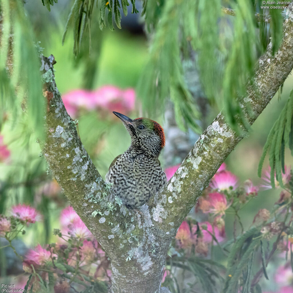 European Green Woodpecker female juvenile, close-up portrait