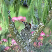 European Green Woodpecker