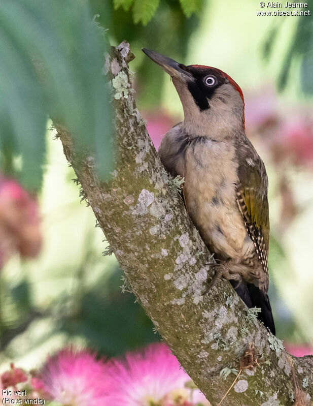European Green Woodpecker female adult, close-up portrait