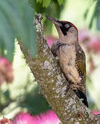 European Green Woodpecker