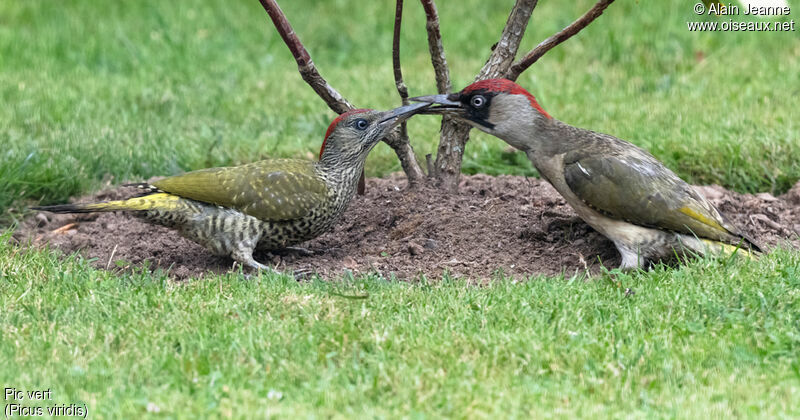 European Green Woodpecker, identification, eats, Behaviour
