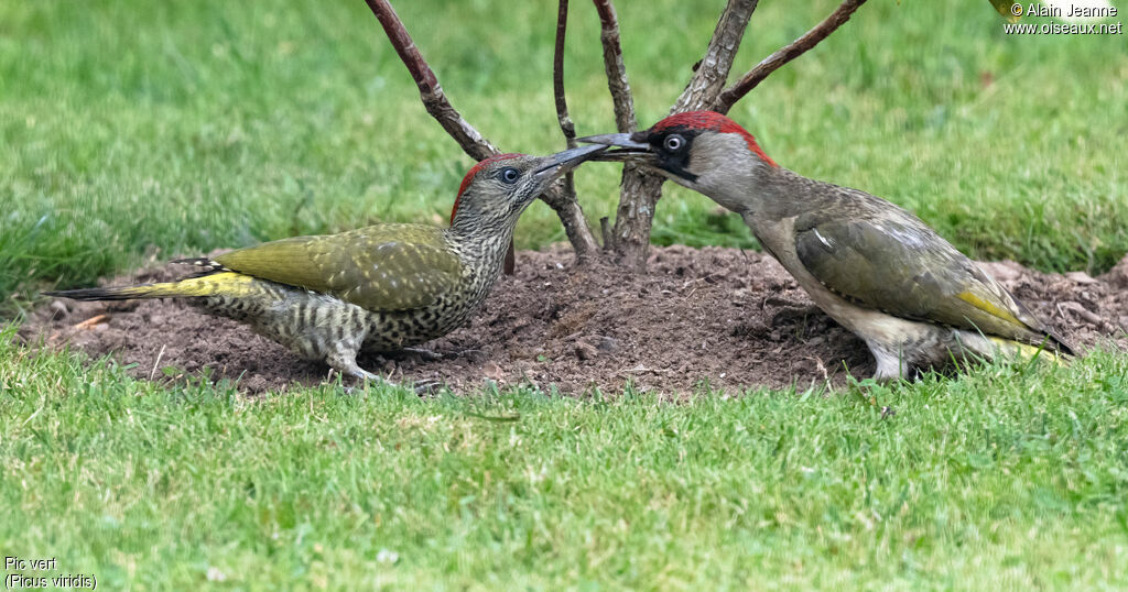 European Green Woodpecker, identification, eats, Behaviour