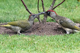 European Green Woodpecker