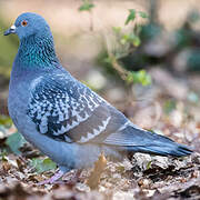 Rock Dove