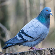 Rock Dove