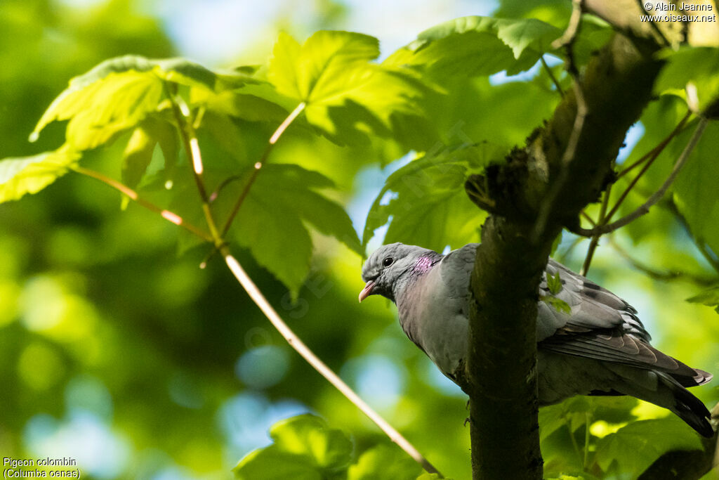 Stock Dove, identification