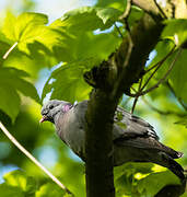 Stock Dove