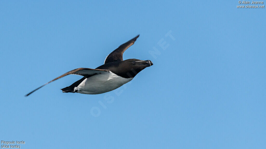 Razorbill, Flight