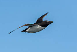 Razorbill