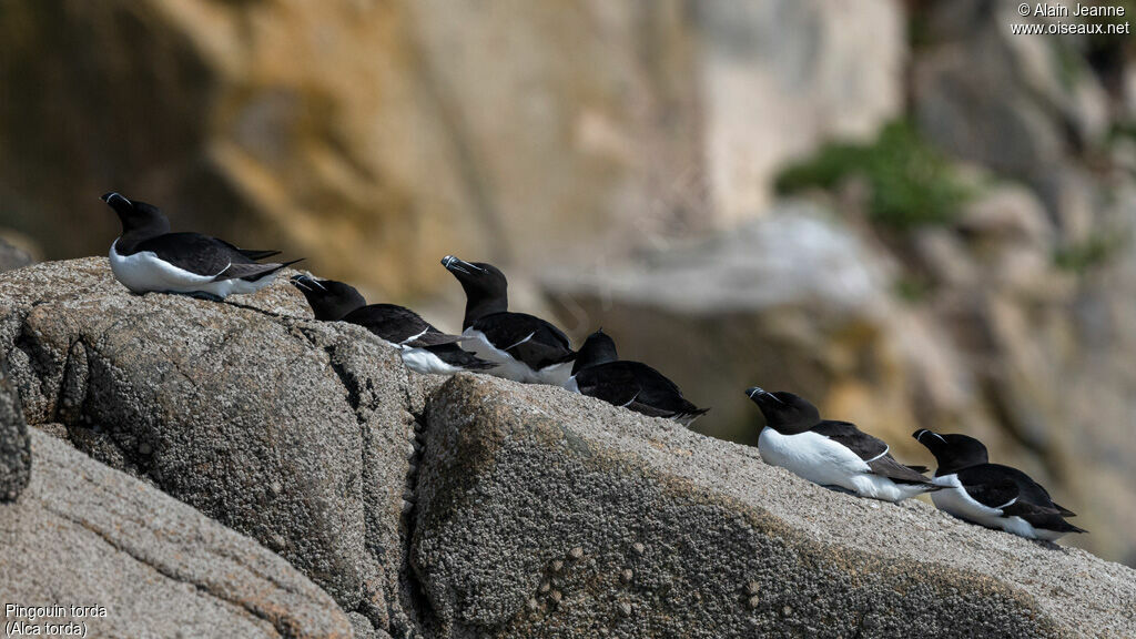 Razorbill