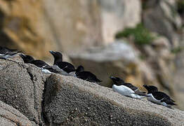 Razorbill