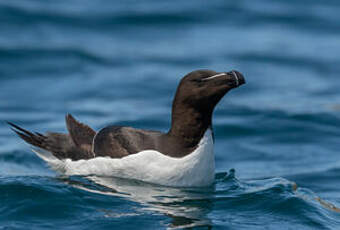 Pingouin torda