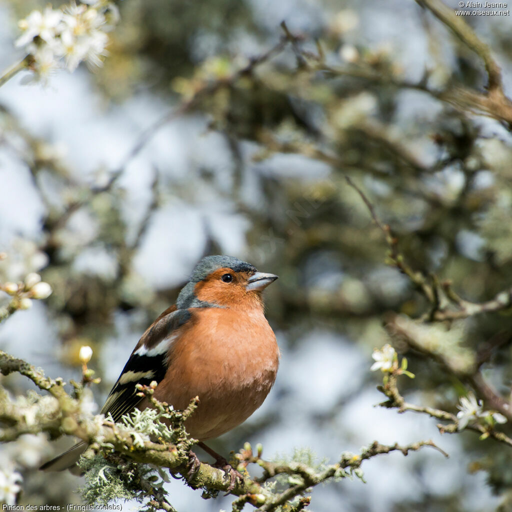 Eurasian Chaffinch