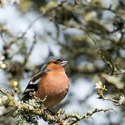 Eurasian Chaffinch