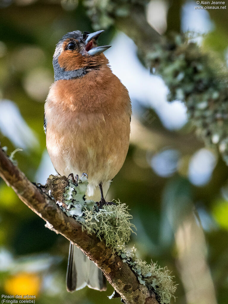 Pinson des arbres, identification, Comportement