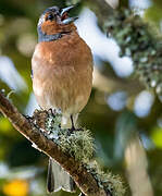 Eurasian Chaffinch