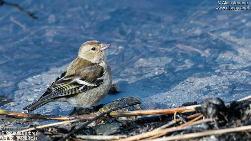 Common Chaffinch female, drinks