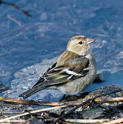 Common Chaffinch