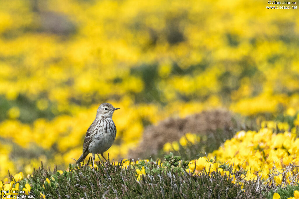 Pipit farlouse