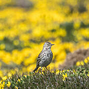 Pipit farlouse