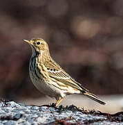 Pipit farlouse