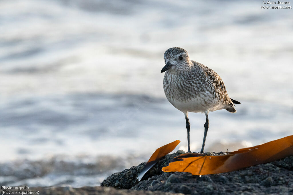 Grey Plover