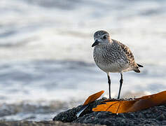 Grey Plover