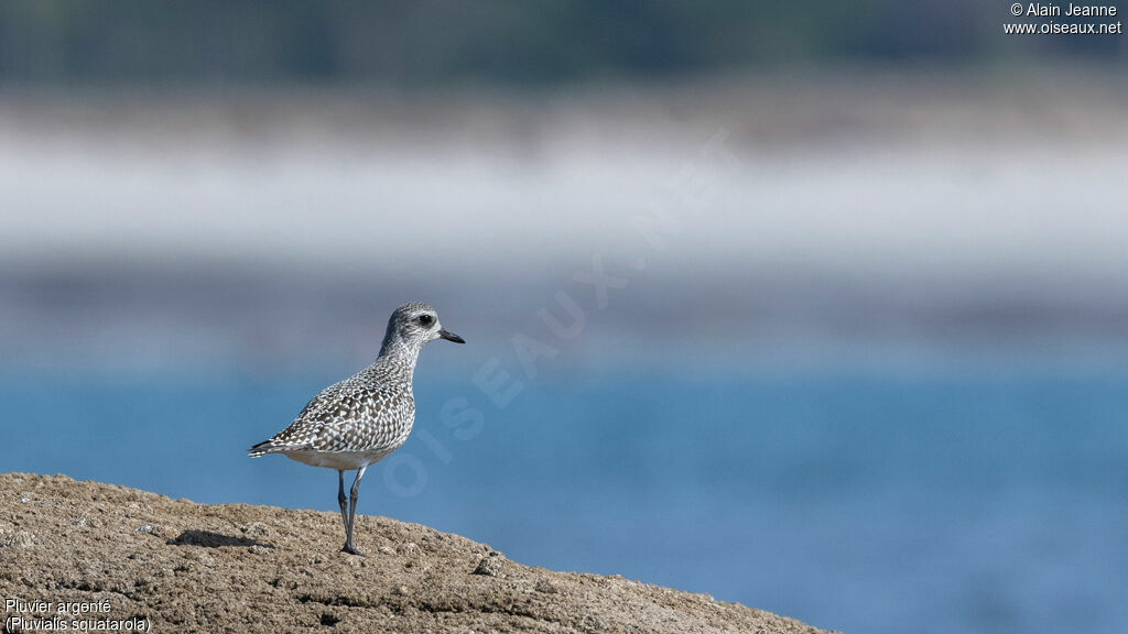 Pluvier argenté, identification, marche