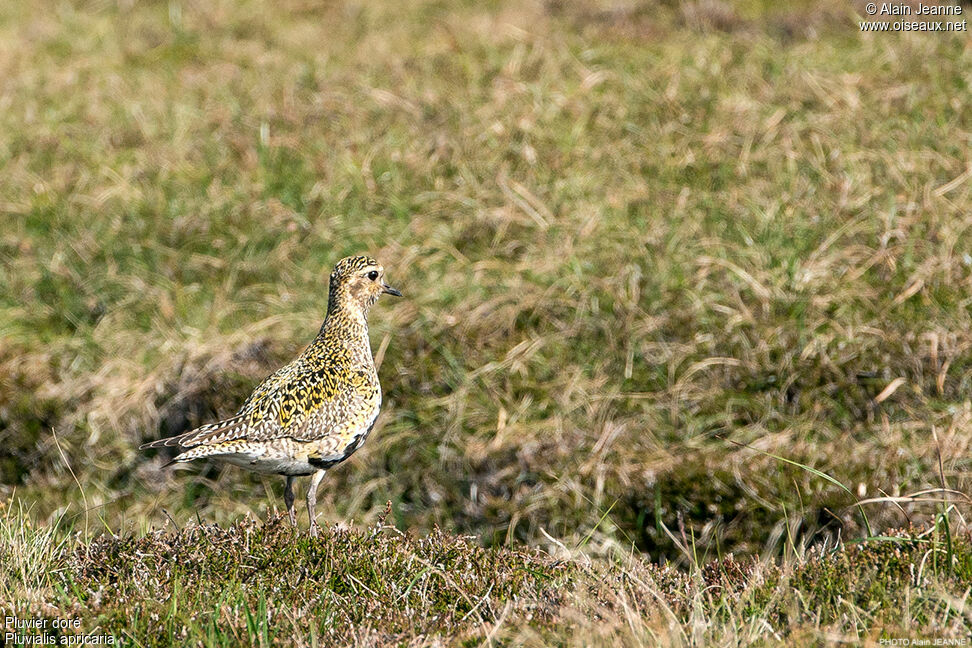 European Golden Plover