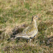 European Golden Plover