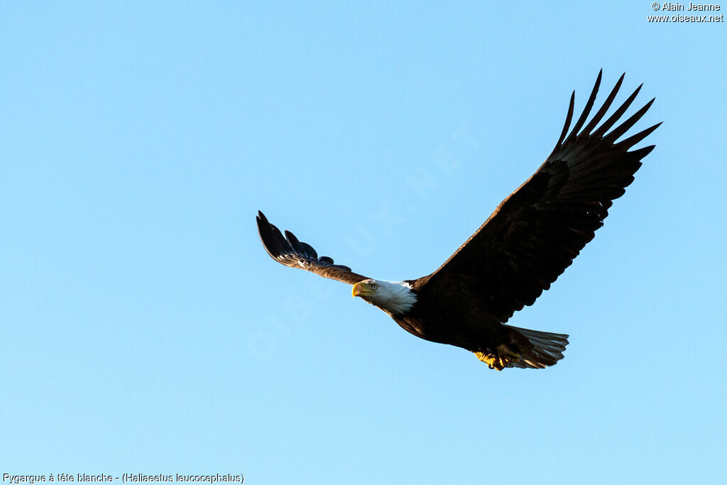 Bald Eagle