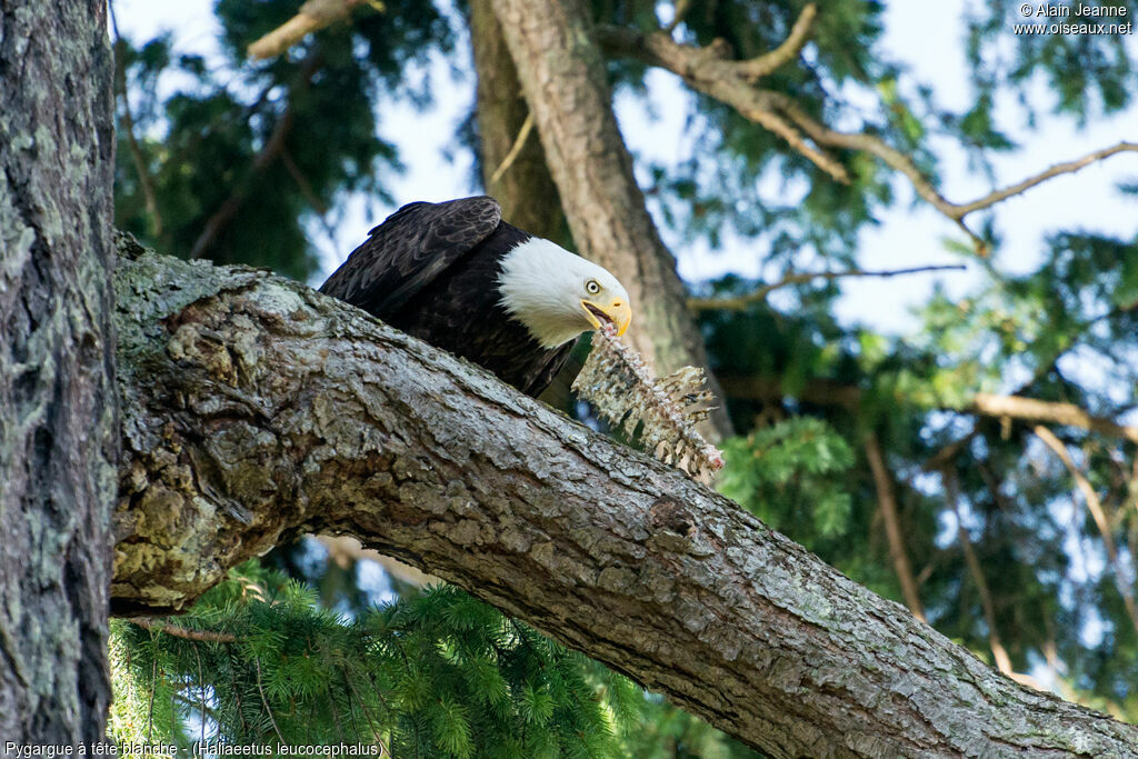 Bald Eagle