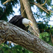 Bald Eagle